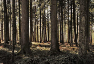 Ile zarabia leśniczy w Polsce