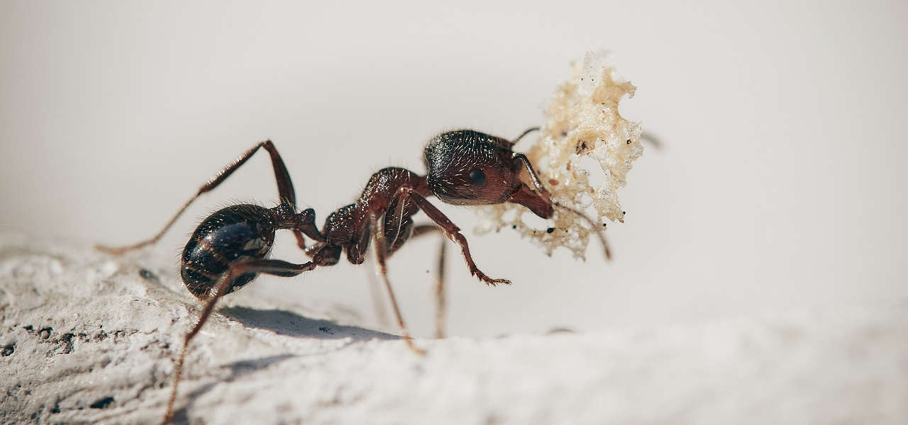 Kwas mrówkowy E236