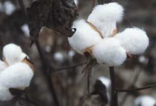 Czym różni się bawełna od wełny?