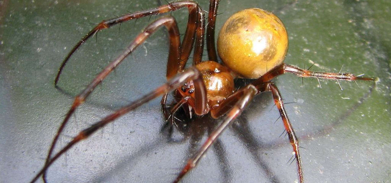 Fobia przed pająkami (arachnofobia) – przyczyny, objawy
