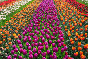 Świeże tulipany