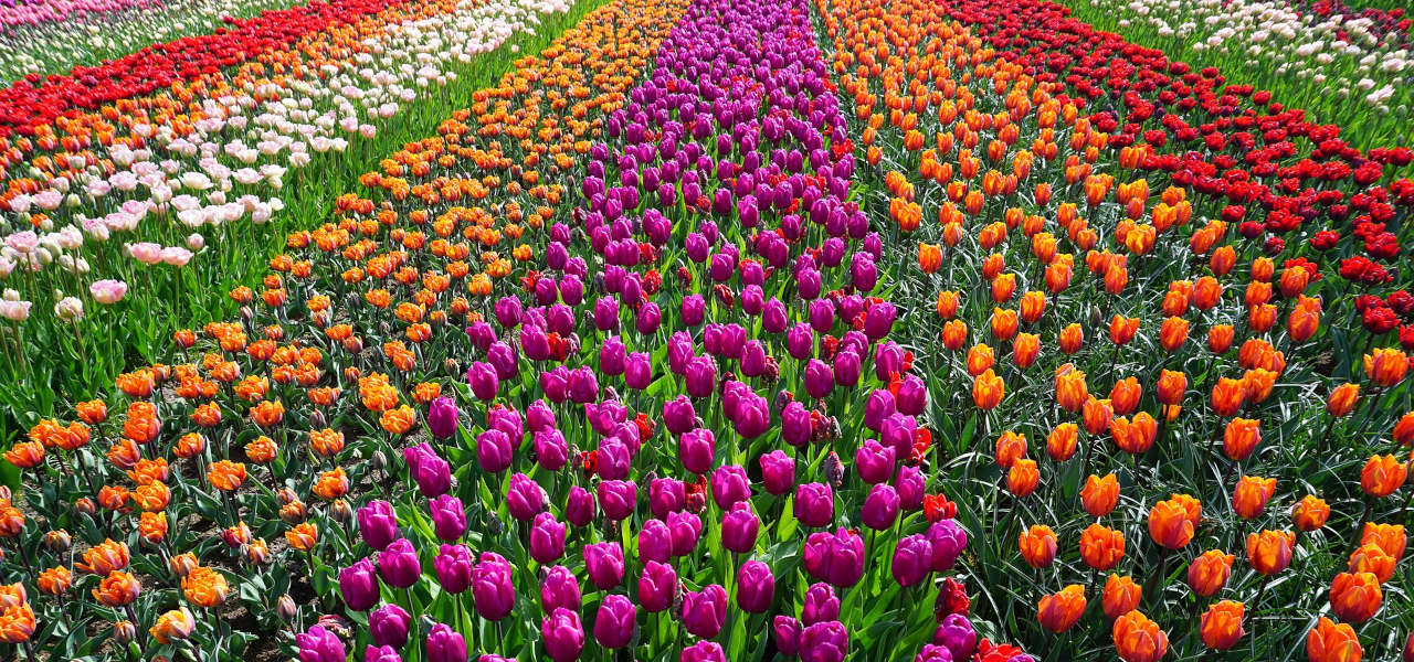 Świeże tulipany