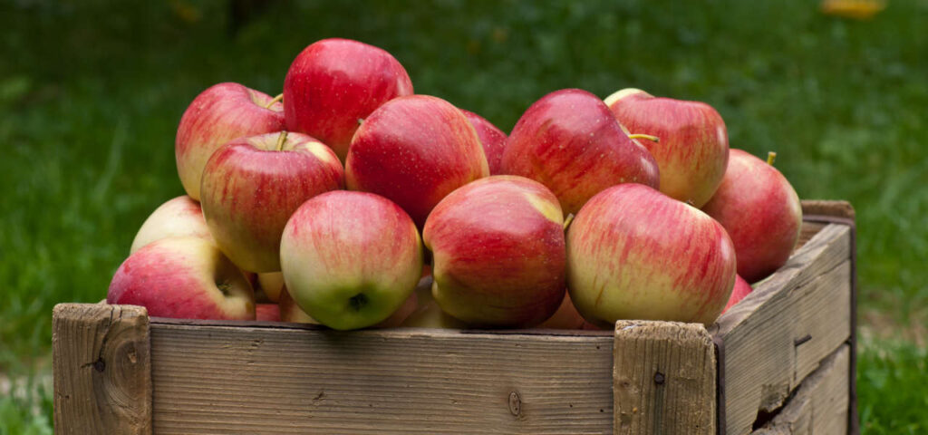Ceny jabłek w skupie zaliczyły spadki. Czy opłaca się sprzedawać?